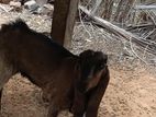 Female Goat