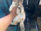 Female Kitten for Kind Home