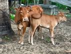 Female Cow