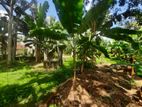 Fertile Land for Sale in Wathumulla, Gampaha