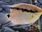 Festivum Cichlid