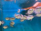 Festivum Cichlids (very rare)