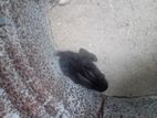Baby Rabbits