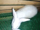 Rabbits