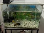 Fiah and Fish Tank