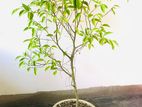 Ficus Benjamina Bonsai Plant