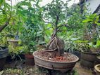 Ficus Bonsai Tree