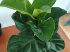 Anthurium Redicans