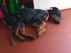 Doberman Dog for Kind Home