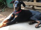 Doberman Dog for Kind Home