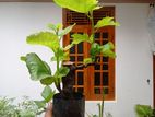 Fig plant