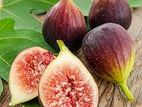 Fig Plant (Tureaky Brown)