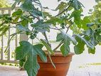 Fig Plant (Tureaky Brown)