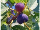 FIG PLANTS