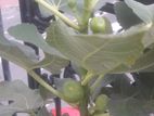 Fig Plants