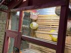 Cage with Finches Birds