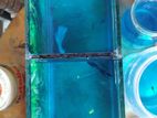 Fighter Fish with Tank