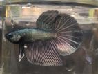 Fighter (Betta) Fish