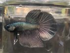Fighter (Beeta) Fish