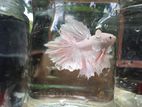 Fighter (Beta) Fish