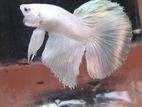Fighter Fish
