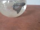 Fighter Betta Fish