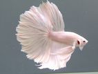 Fighter (Betta) Fish