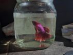 Betta Fish