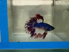 Fighter Betta Fish
