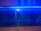 Fighter Fish with Tank