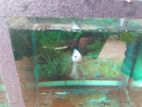 Fighter Fish with Tank
