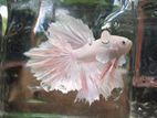 Fighter Fish (Betta)