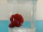 Fighter Fish (betta Fish)