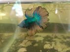 Fighter Betta Fish