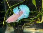 Fighter Fish Betta