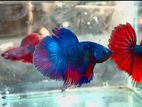 Fighter Fish Betta