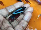 Fighter Fish Female