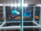 Fighter Fish