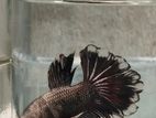 Fighter Fish