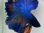 Fighter Fish