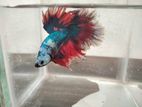 Fighter Fish