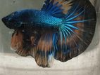Fighter Fish