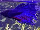 Fighter Fish