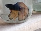 Fighter fish