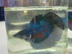 Fighter Fish