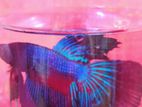 Fighter fish