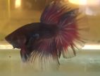 Betta Fish