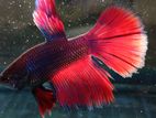 Fighter Fish