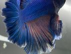 Betta Fish