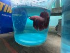 Betta Fish